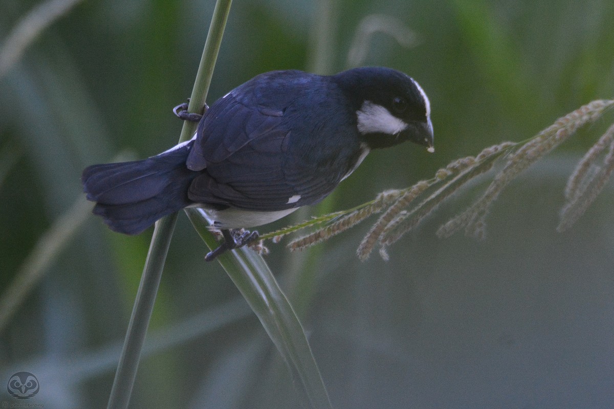 Lined Seedeater - ML646758319