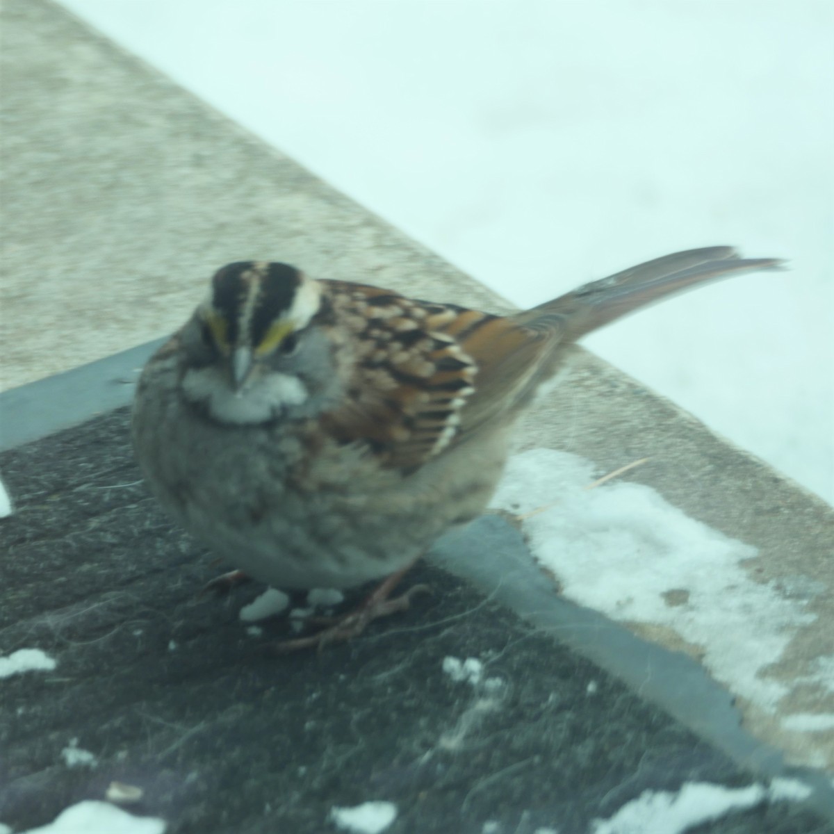 Weißkehlammer - ML646758321