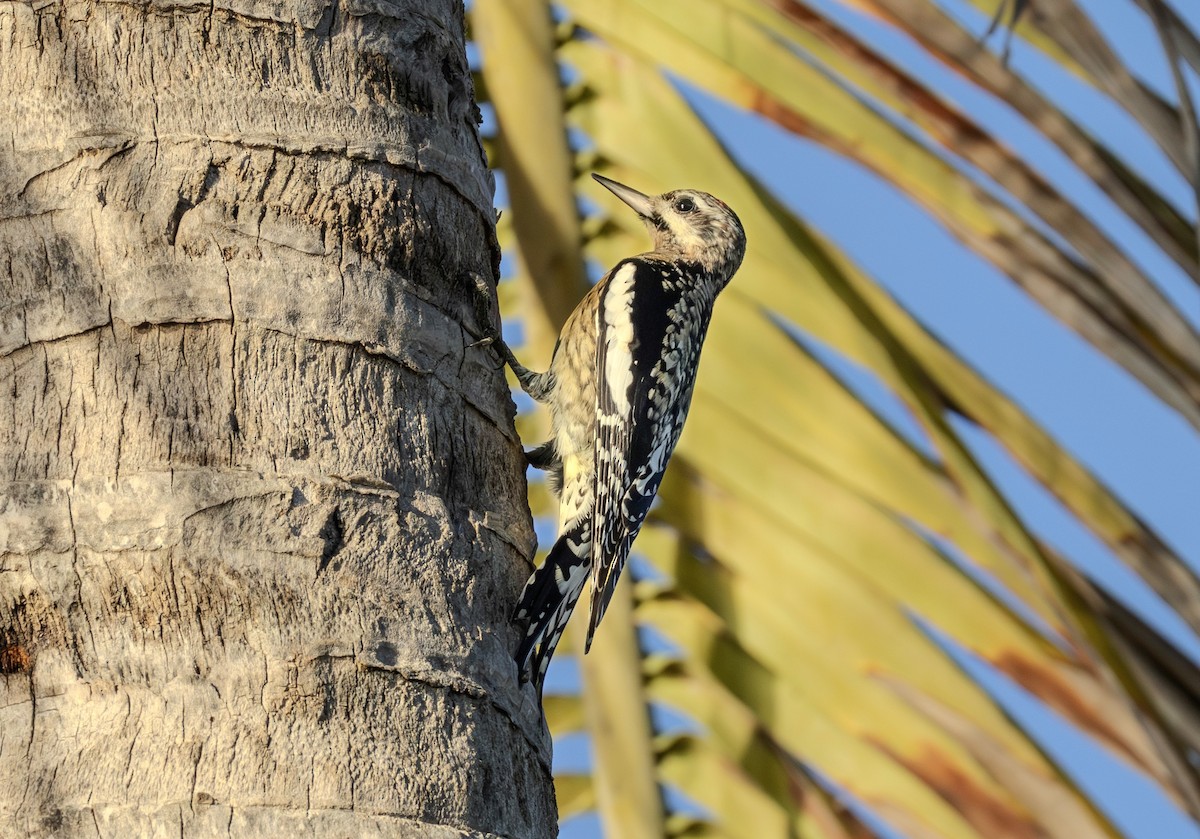 Yellow-bellied Sapsucker - ML646758324