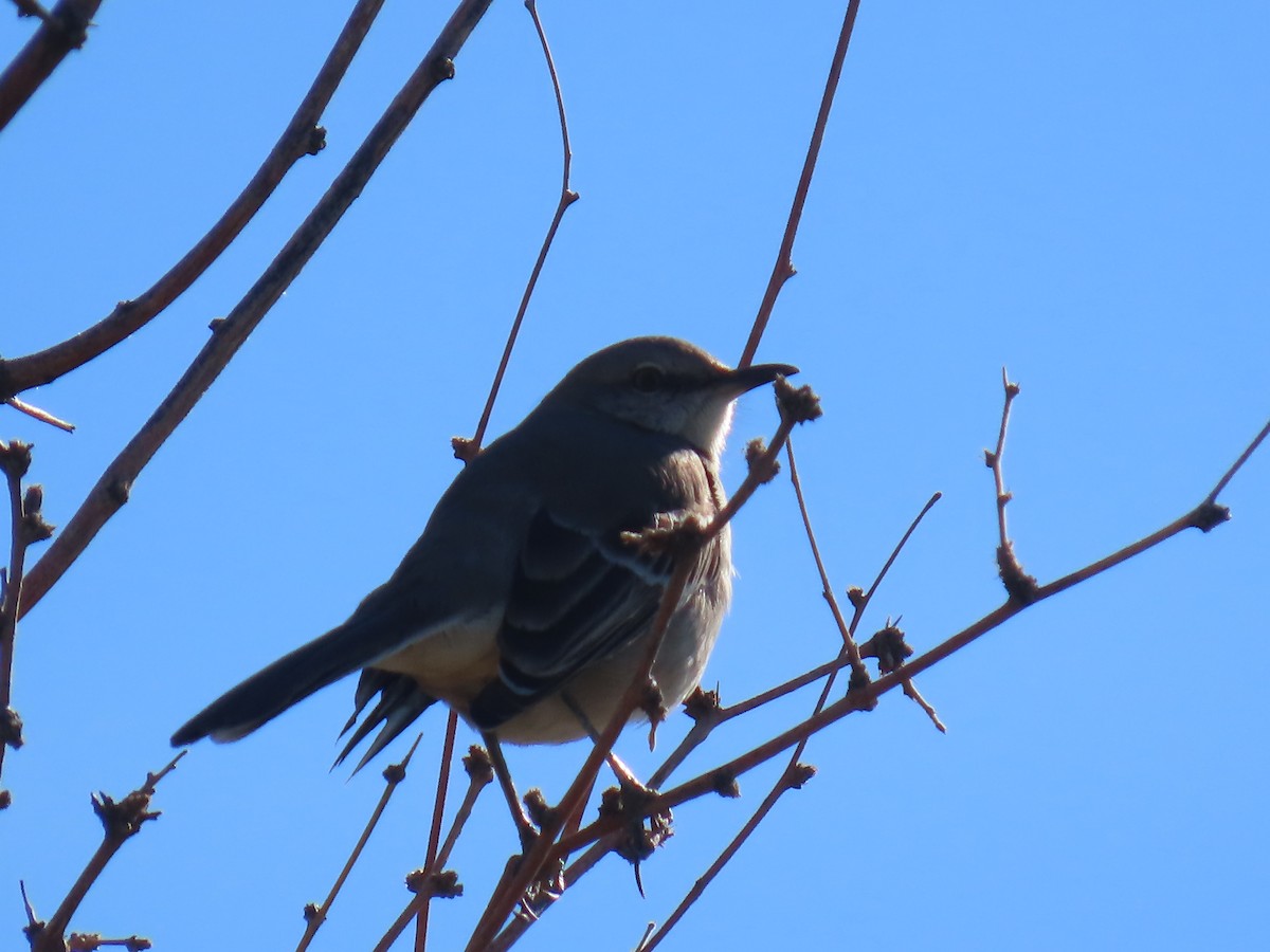 Northern Mockingbird - ML646758325