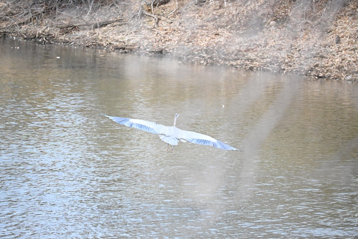 volavka velká - ML646758326