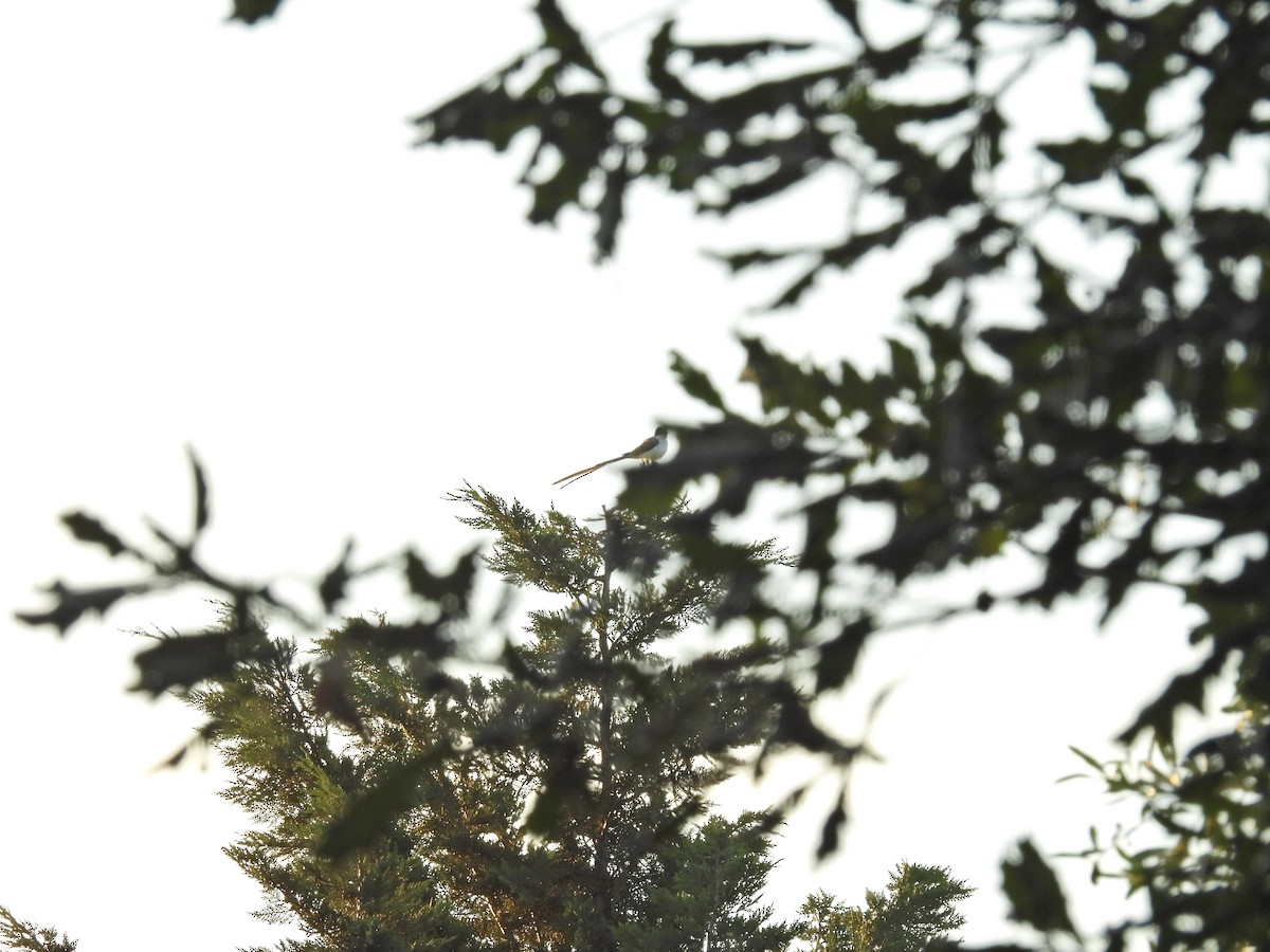 ズグロエンビタイランチョウ - ML646758327