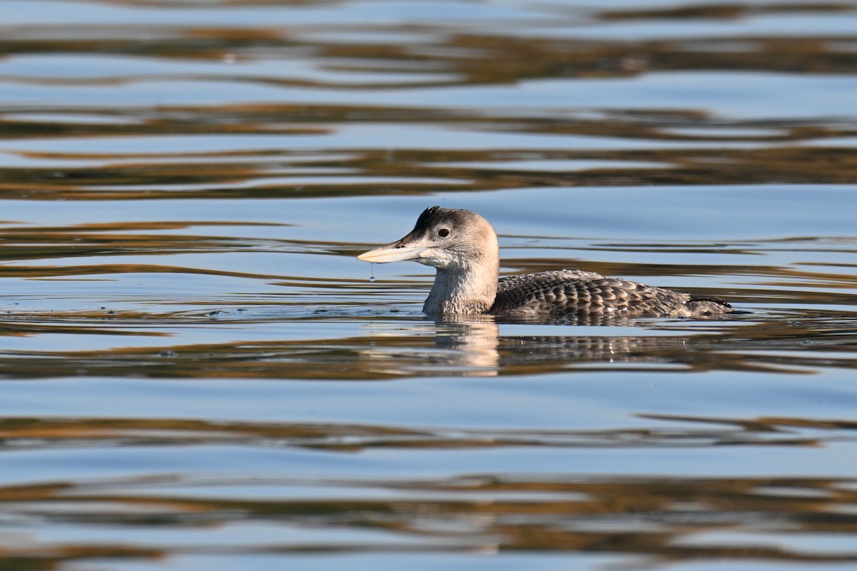 Yellow-billed Loon - ML646758330