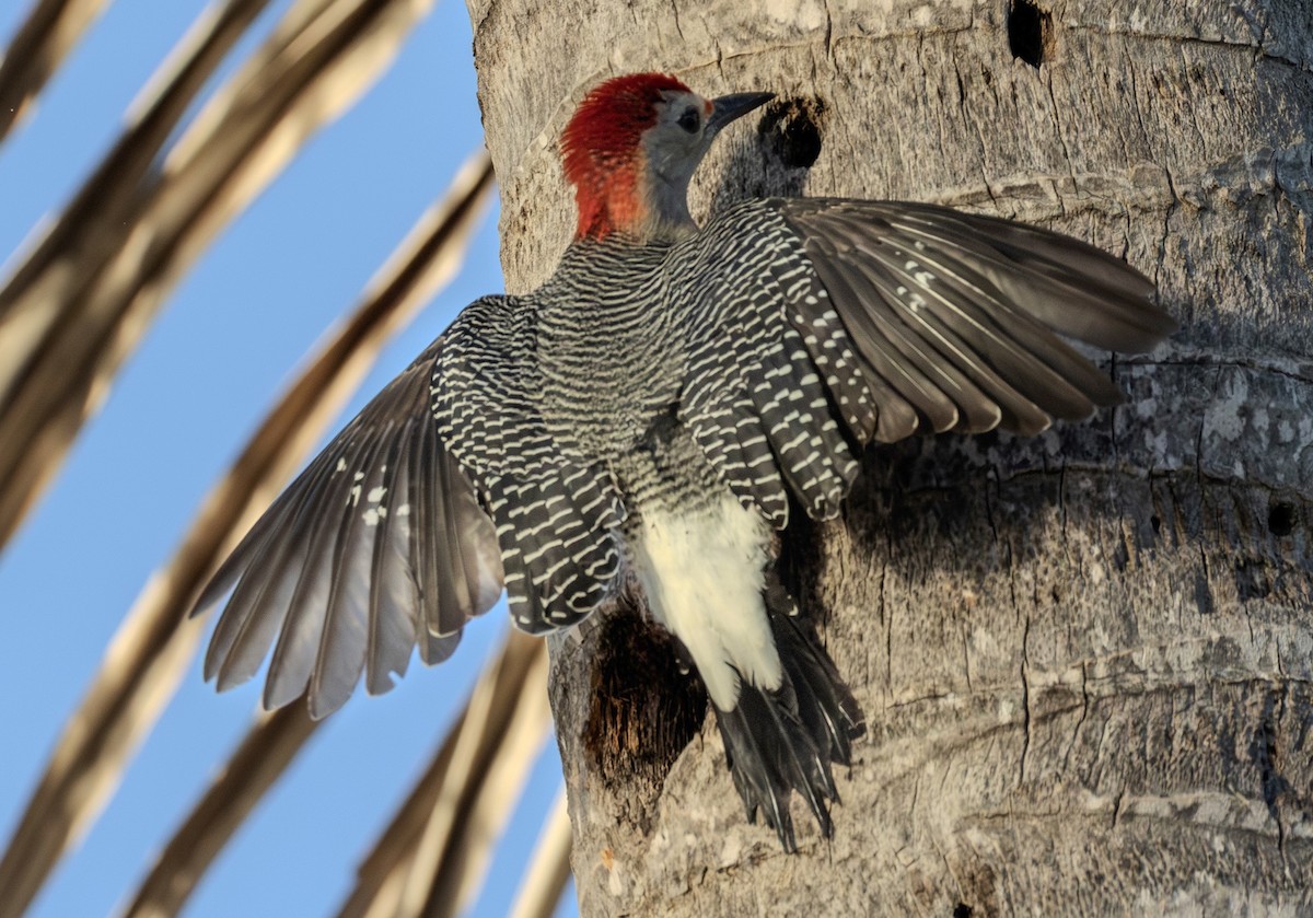 Golden-fronted Woodpecker - ML646758334