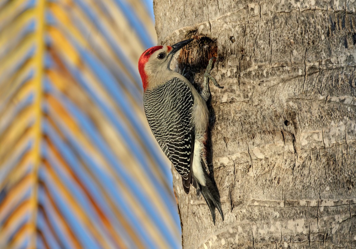 Golden-fronted Woodpecker - ML646758335