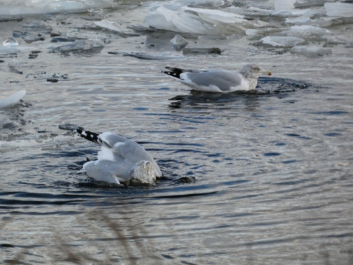 American Herring Gull - ML646758336