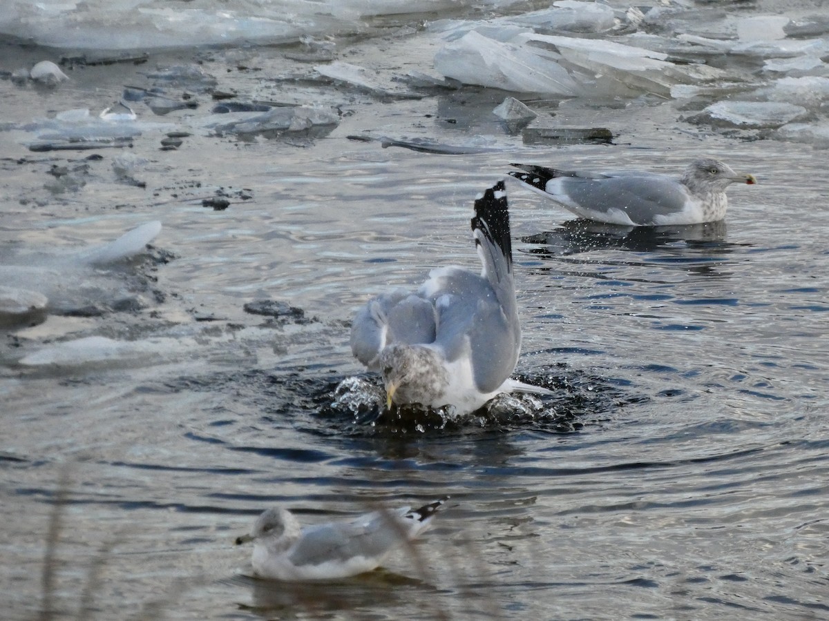 American Herring Gull - ML646758337