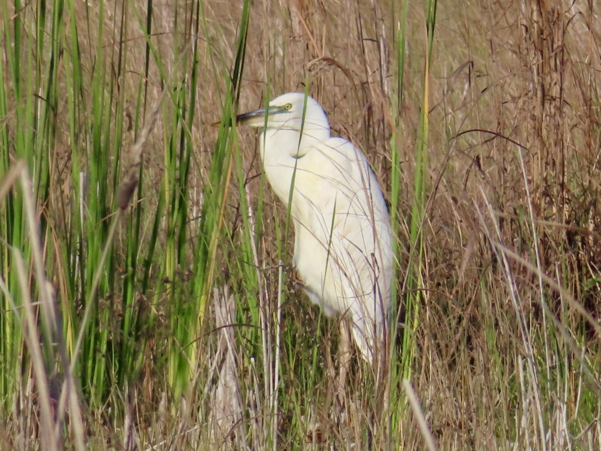 Great Blue Heron - ML646758339