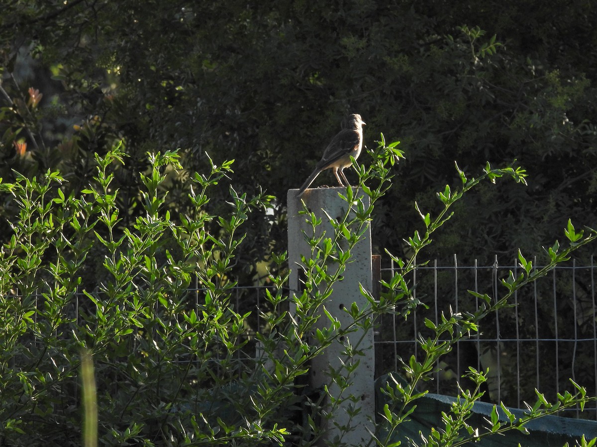 マミジロマネシツグミ - ML646758340