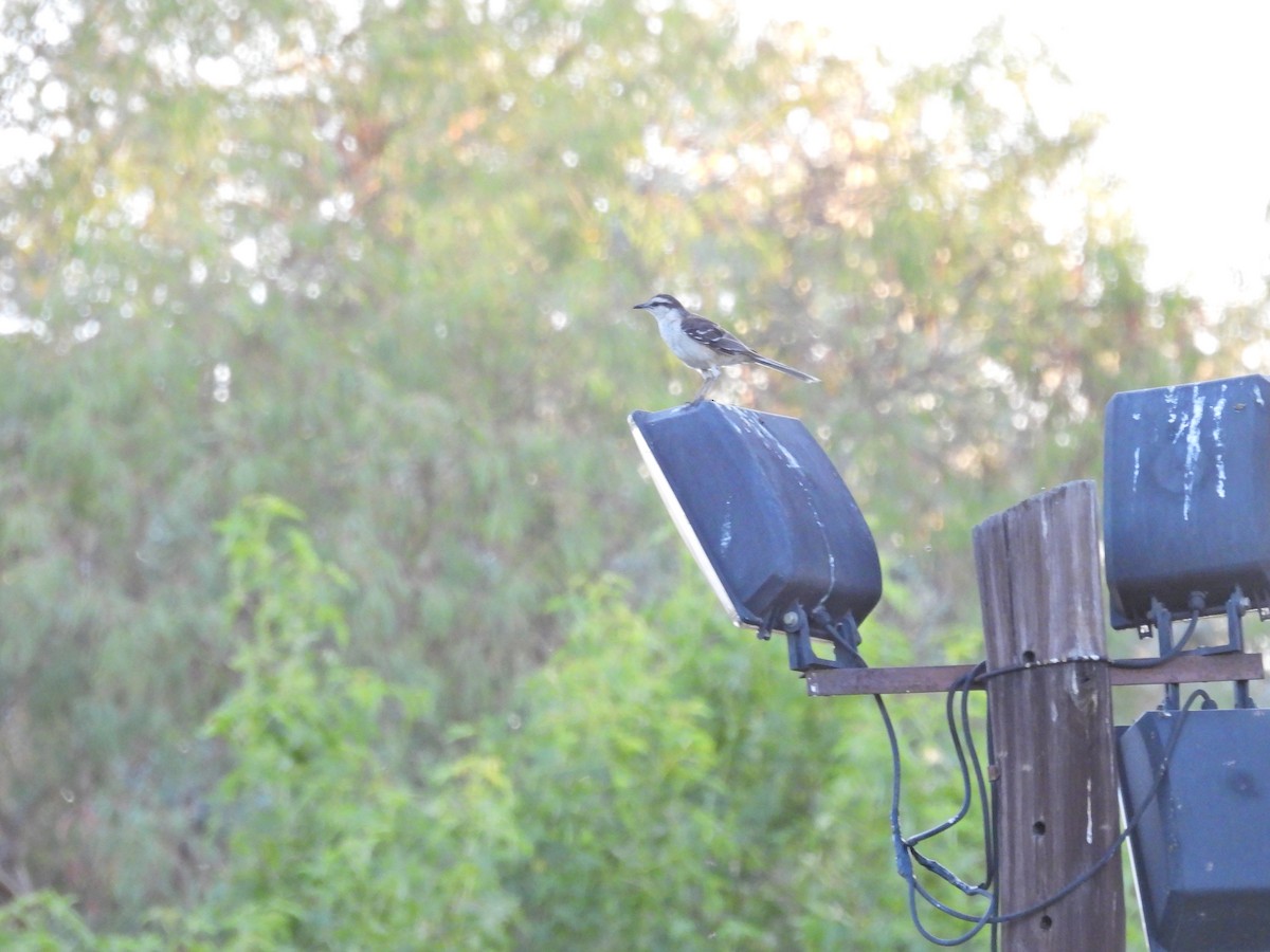 マミジロマネシツグミ - ML646758341