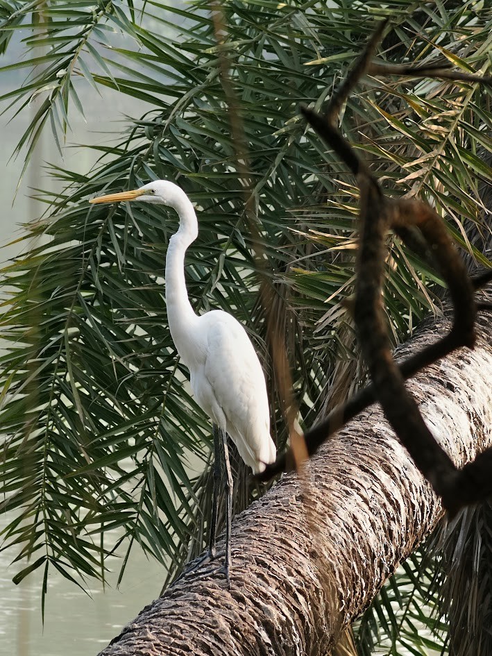 Great Egret - ML646758342