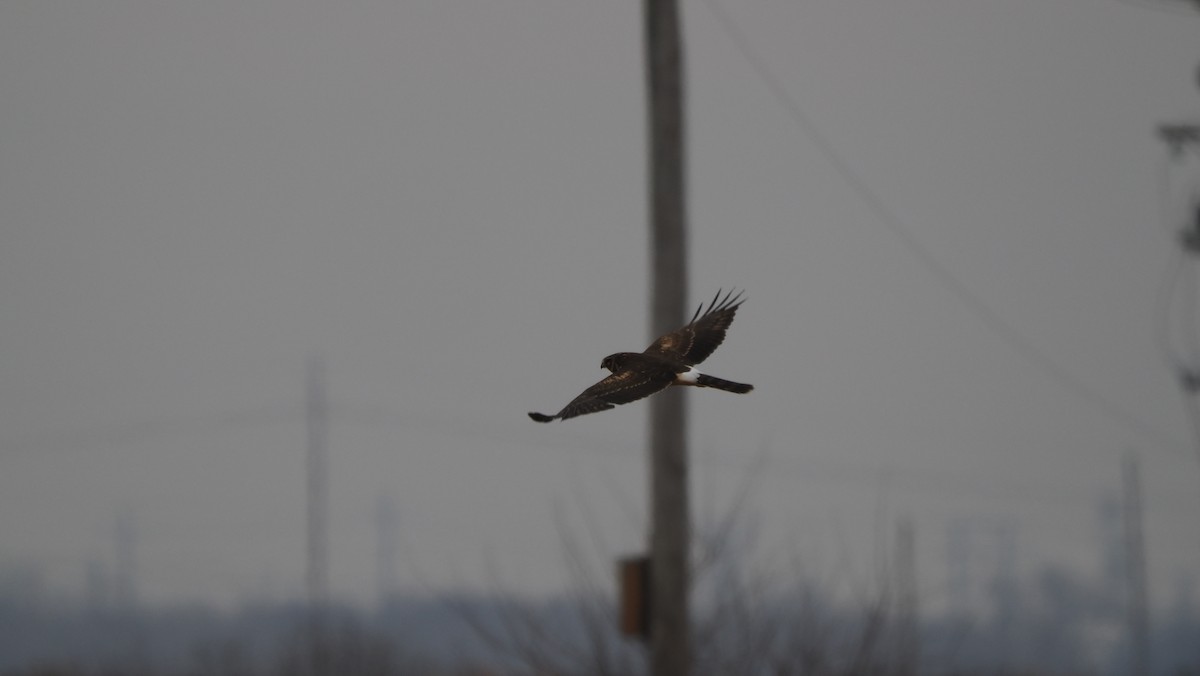 Amerika Delicesi - ML646758343