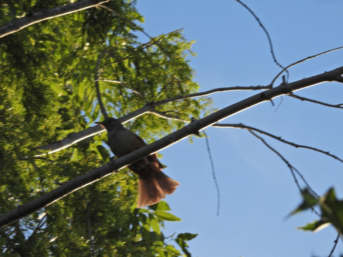 ナンベイコマツグミ - ML646758345