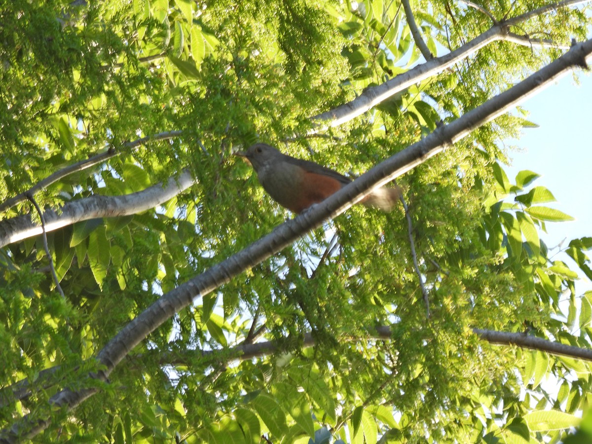 ナンベイコマツグミ - ML646758346