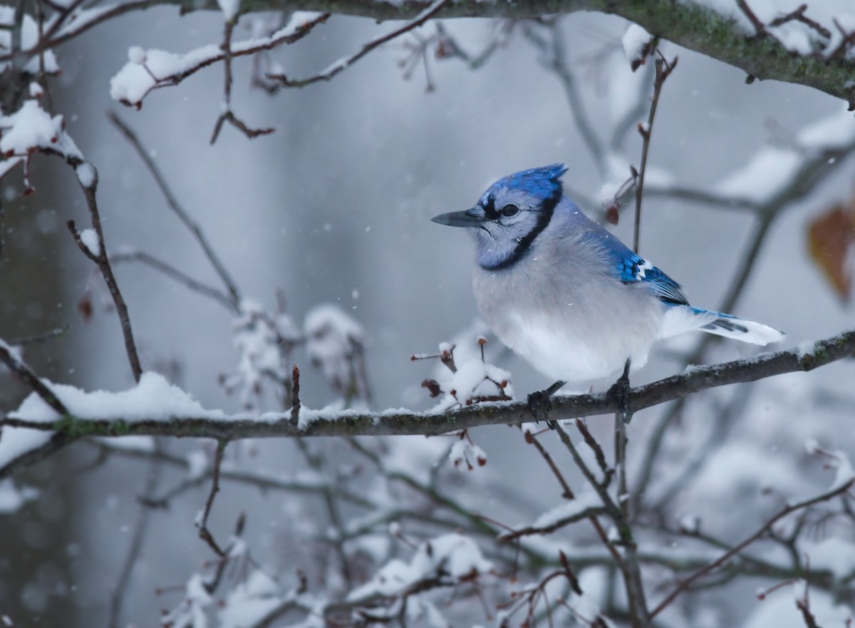 Geai bleu - ML646758347