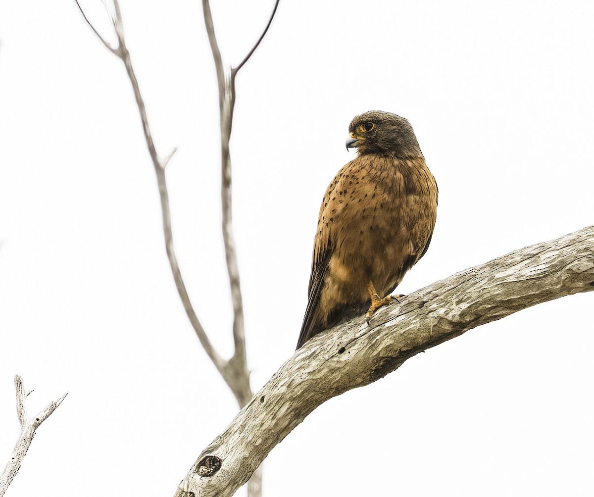 Rock Kestrel - ML646758348