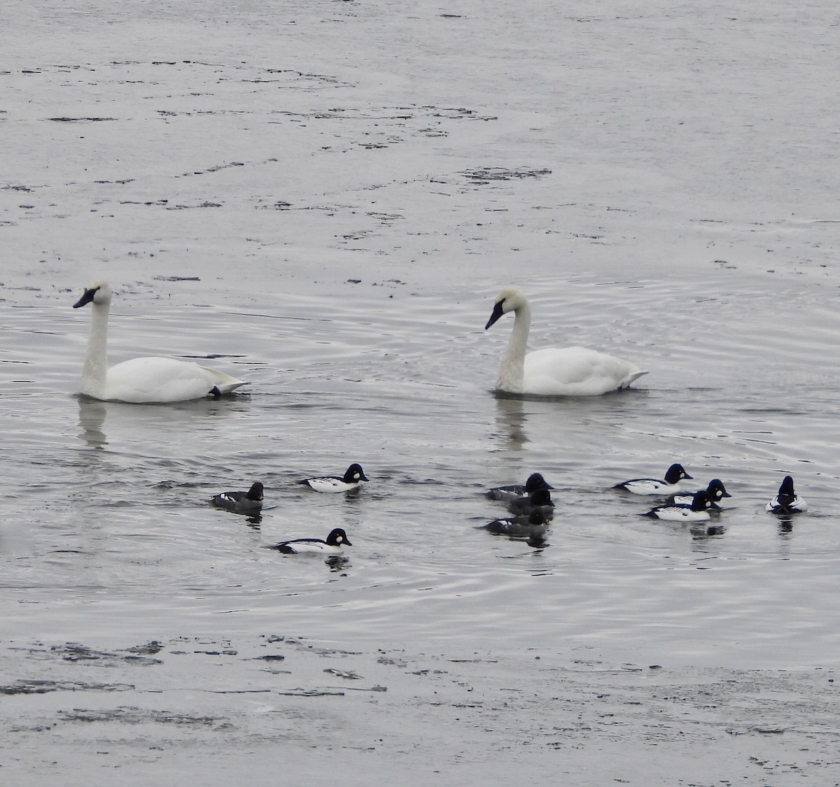 Beltxarga tronpetaria - ML646758349