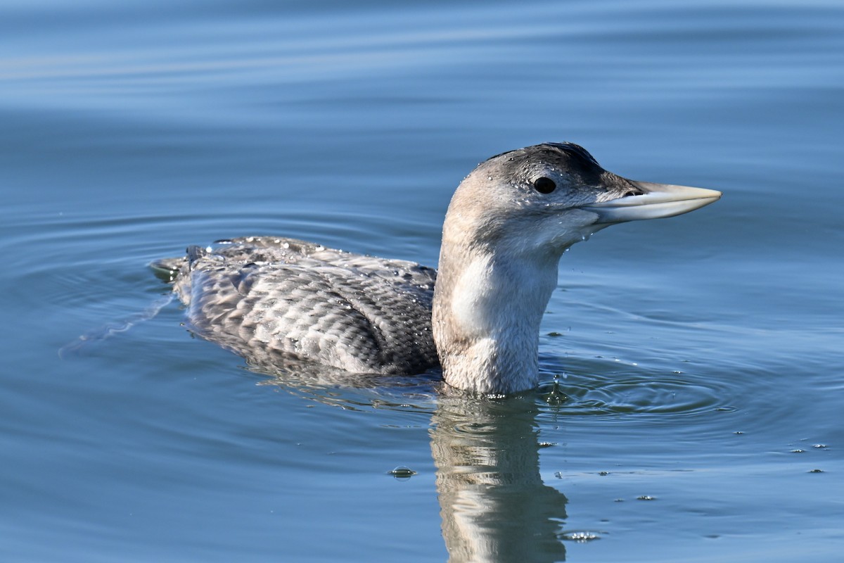 Yellow-billed Loon - ML646758351