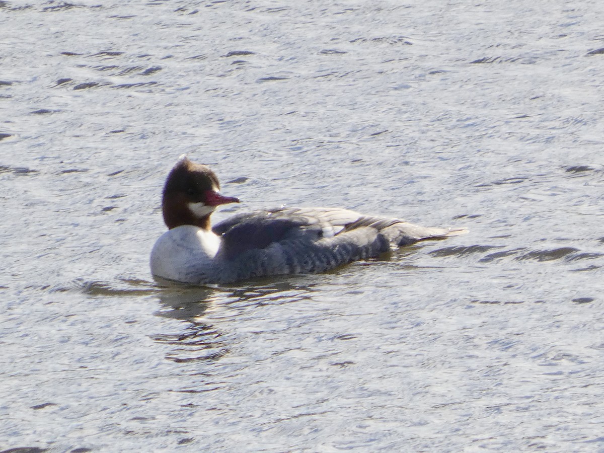 Common Merganser - ML646758352
