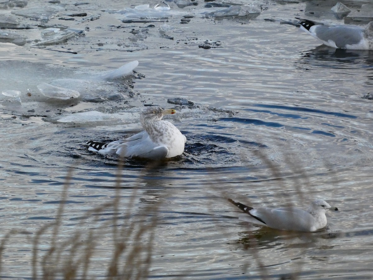 American Herring Gull - ML646758355