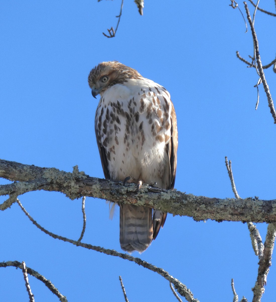 Red-tailed Hawk - ML646758357