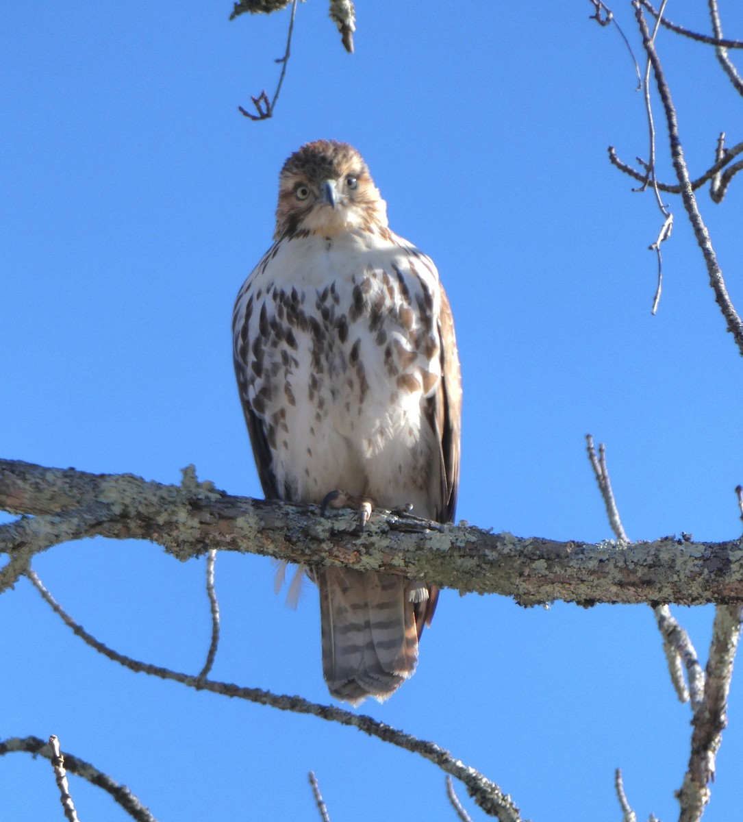 Red-tailed Hawk - ML646758358