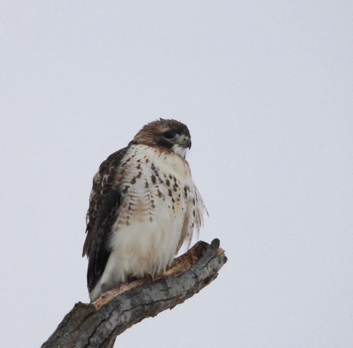 Zapelatz buztangorria - ML646758359