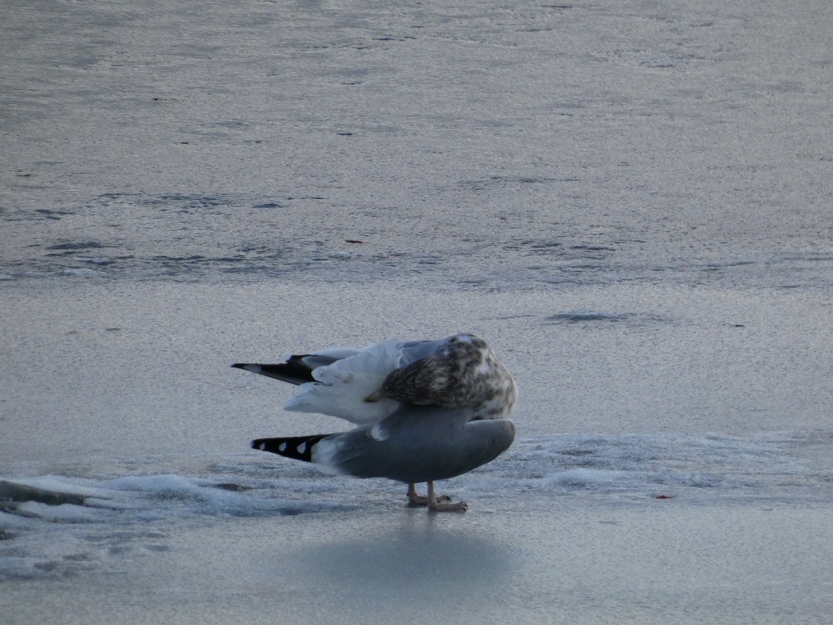 American Herring Gull - ML646758360