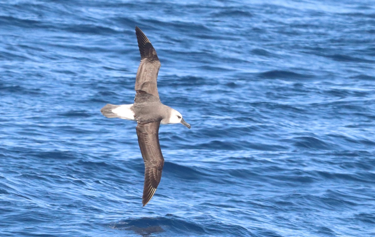 Gray-headed Albatross - ML646758361