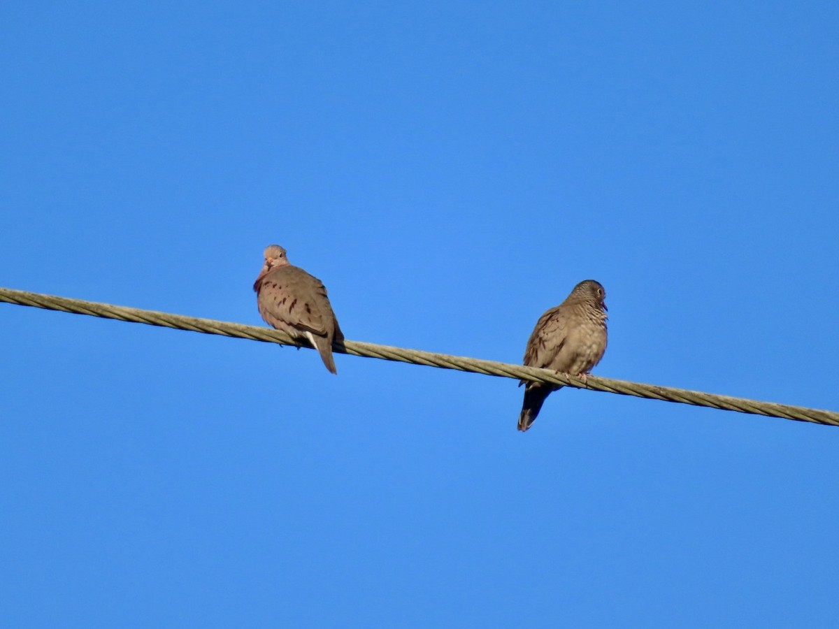 Common Ground Dove - ML646758362