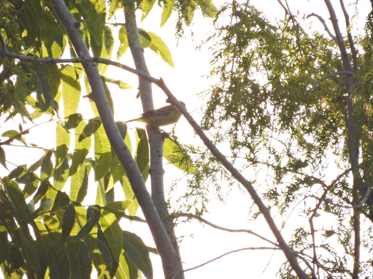 ズグロヒワ - ML646758366