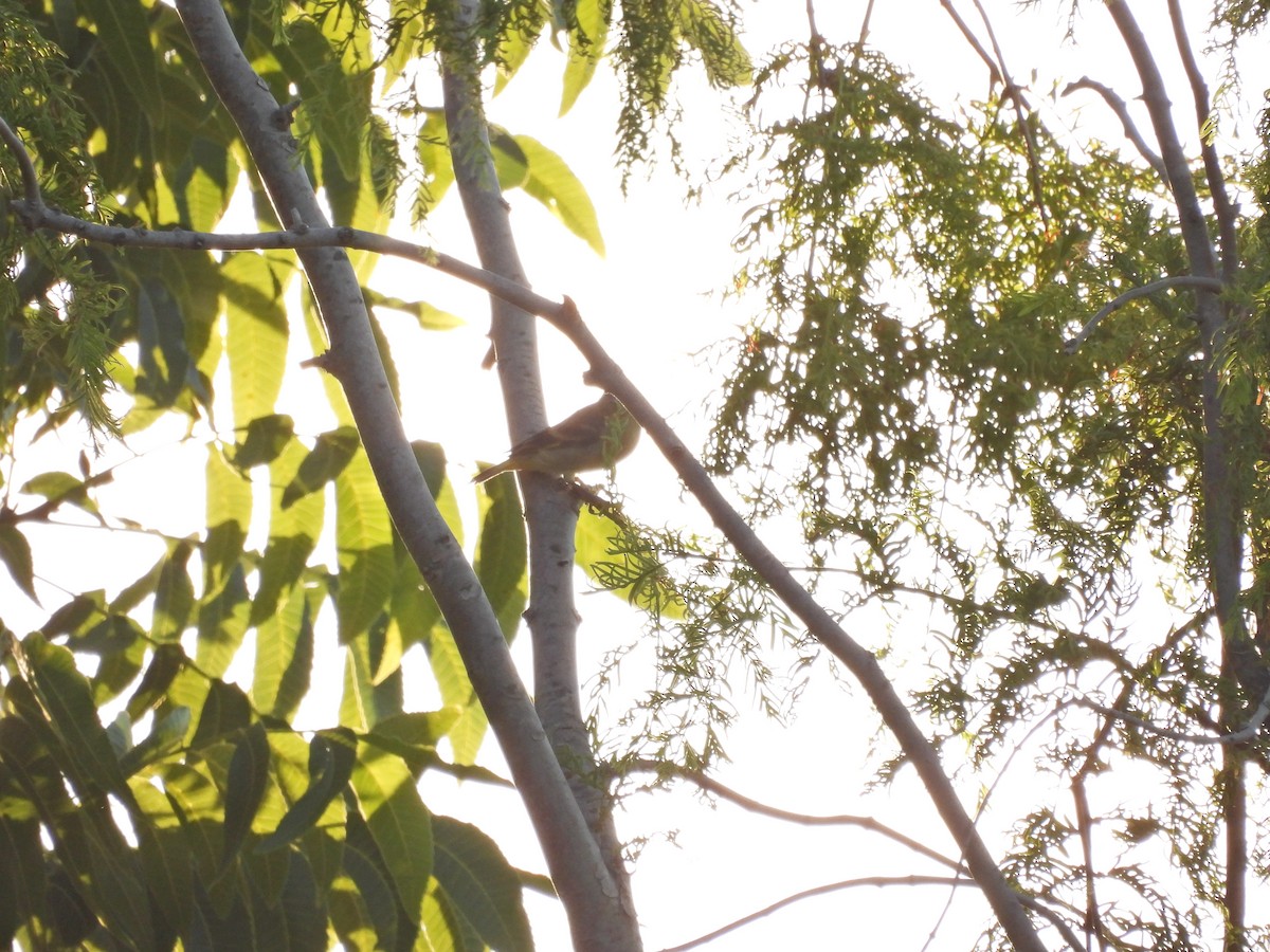 ズグロヒワ - ML646758367