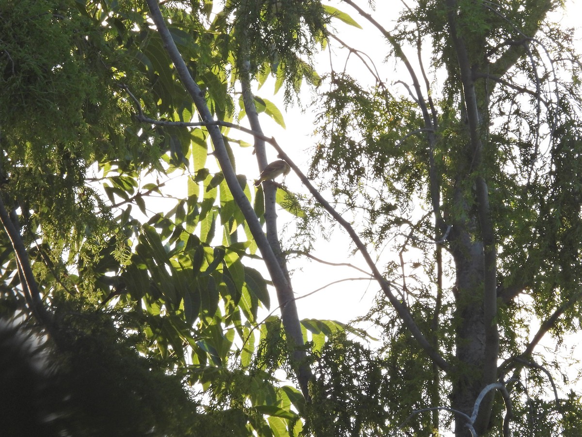 ズグロヒワ - ML646758368