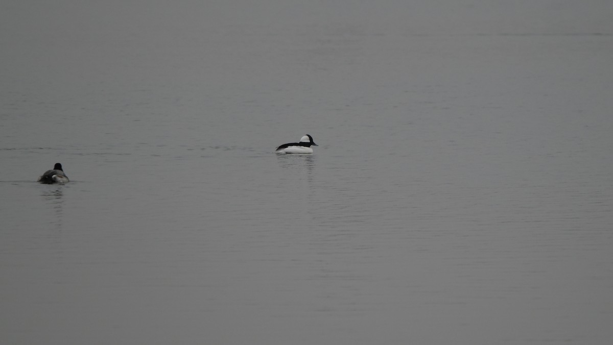 Ak Yanaklı Ördek - ML646758369