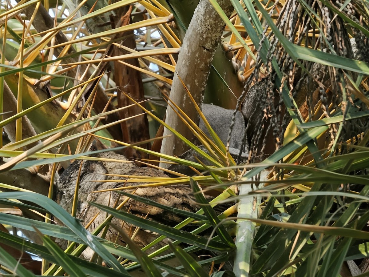 Indian Scops-Owl - ML646758370