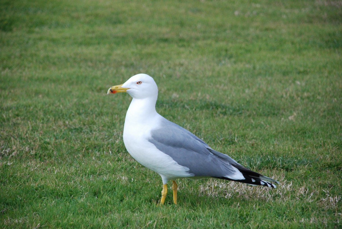 Goéland leucophée - ML646758371