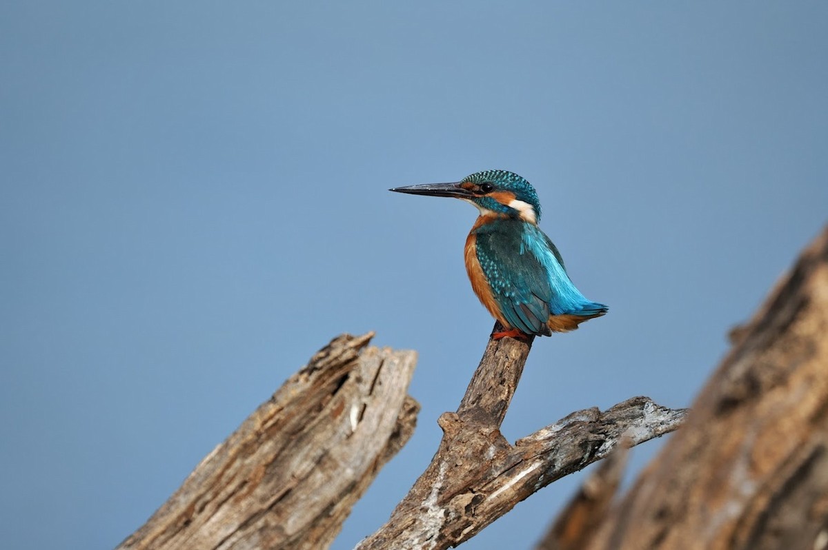Common Kingfisher - ML646758372