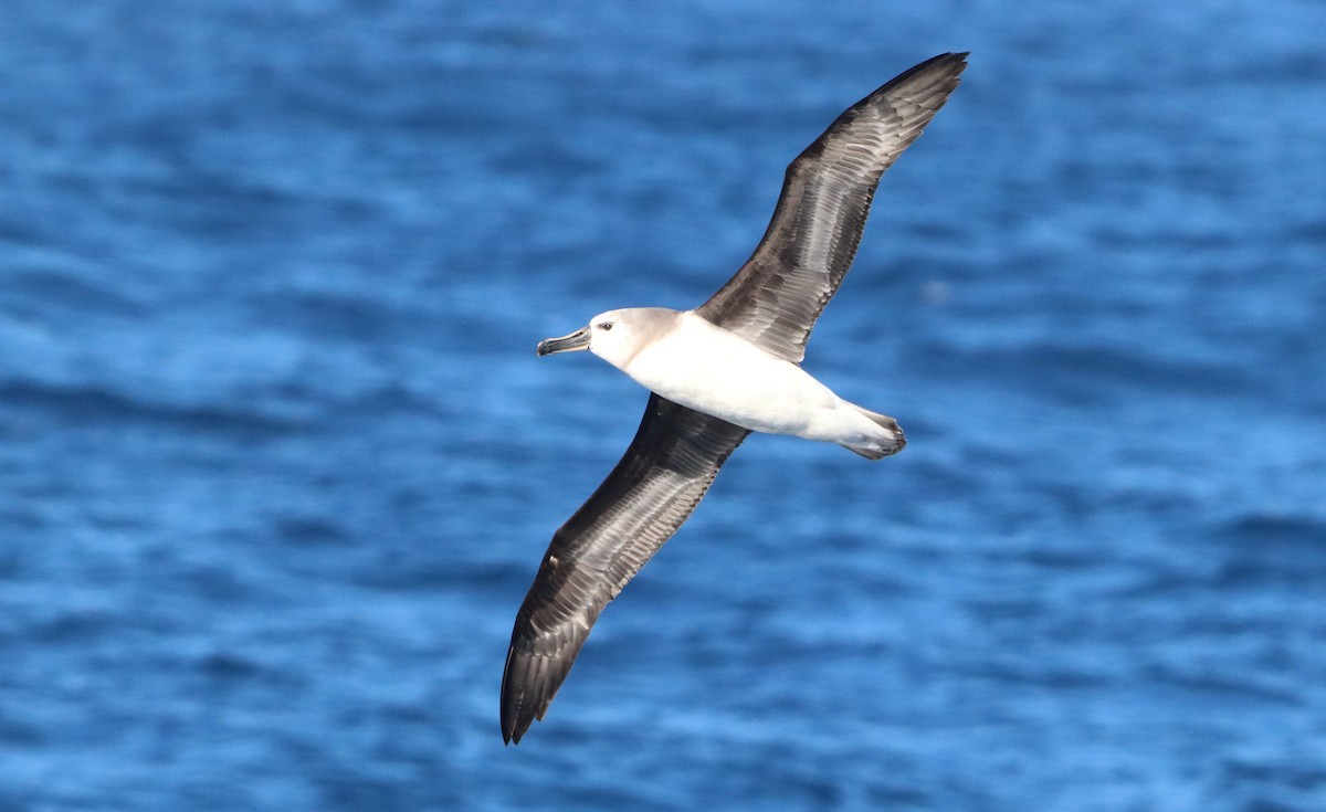 Gray-headed Albatross - ML646758374