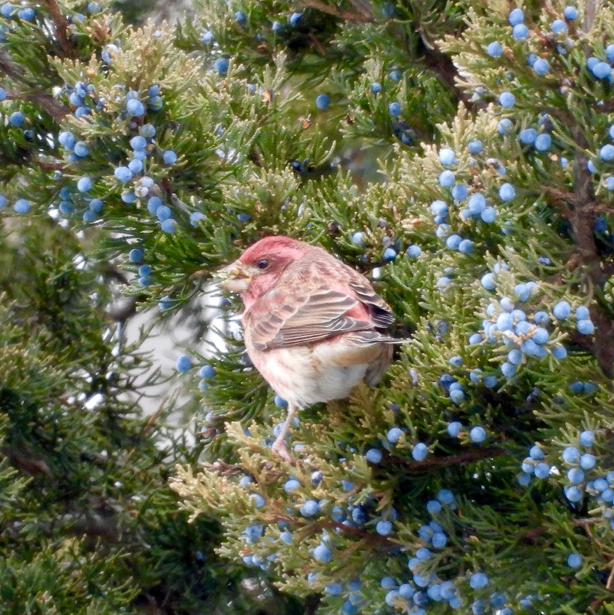Purple Finch - ML646758376
