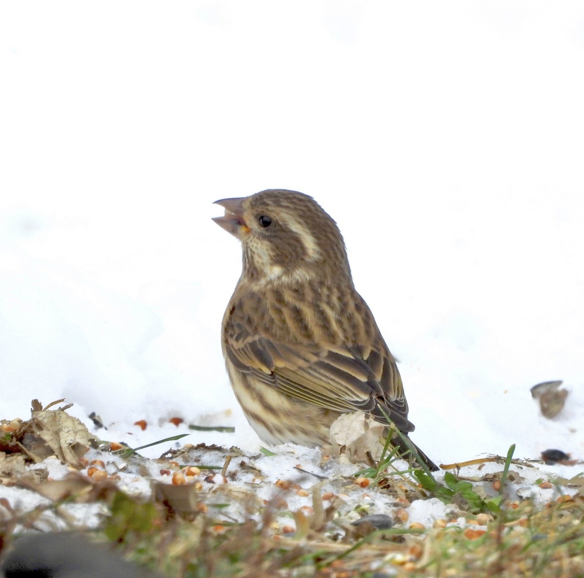 Purple Finch - ML646758377