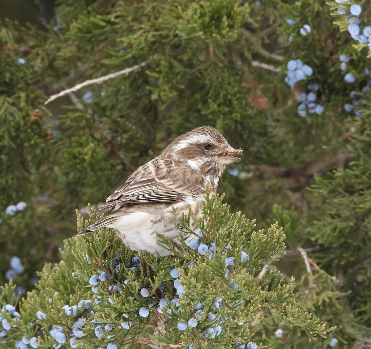 Purple Finch - ML646758378