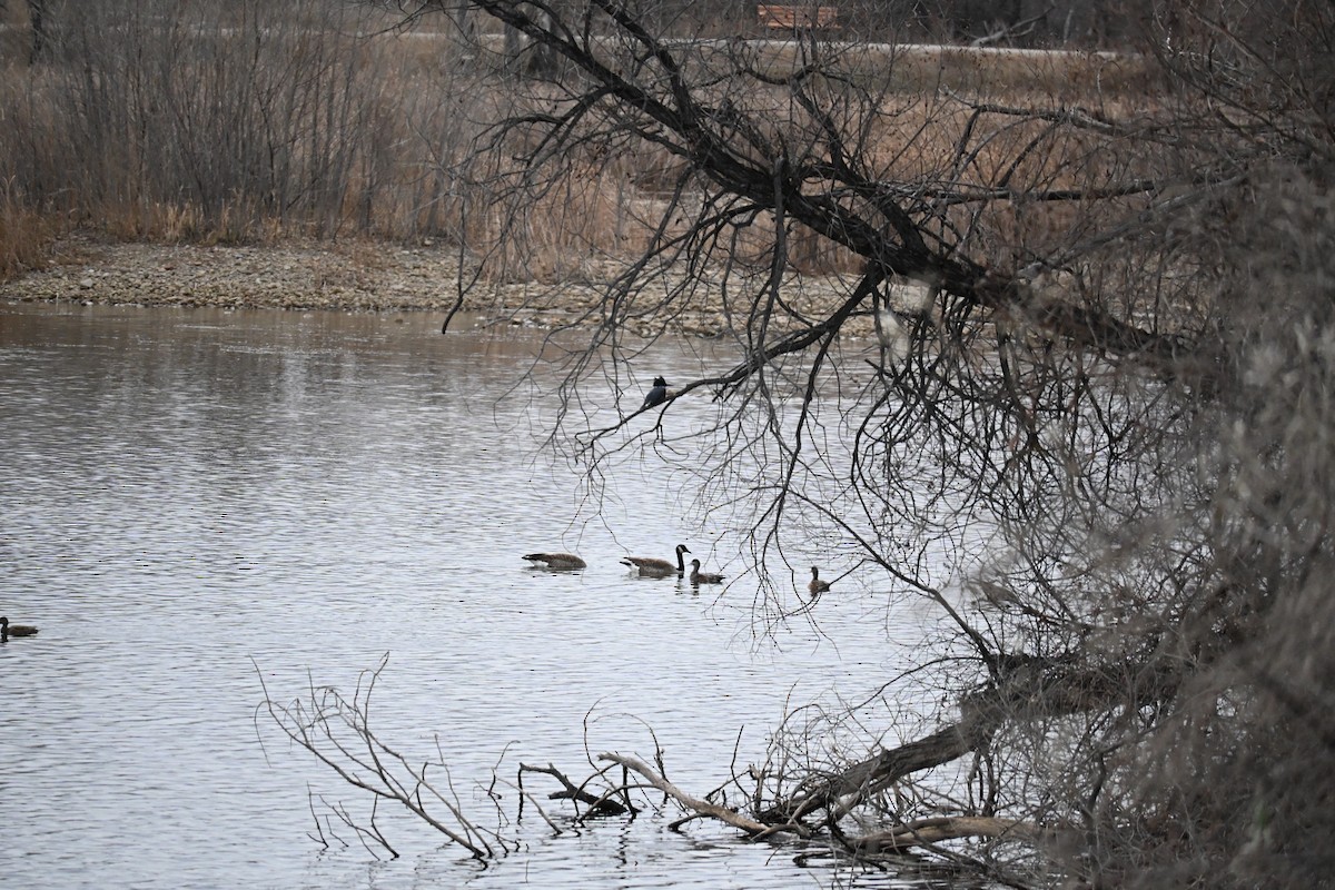 rybařík pruhoprsý - ML646758395