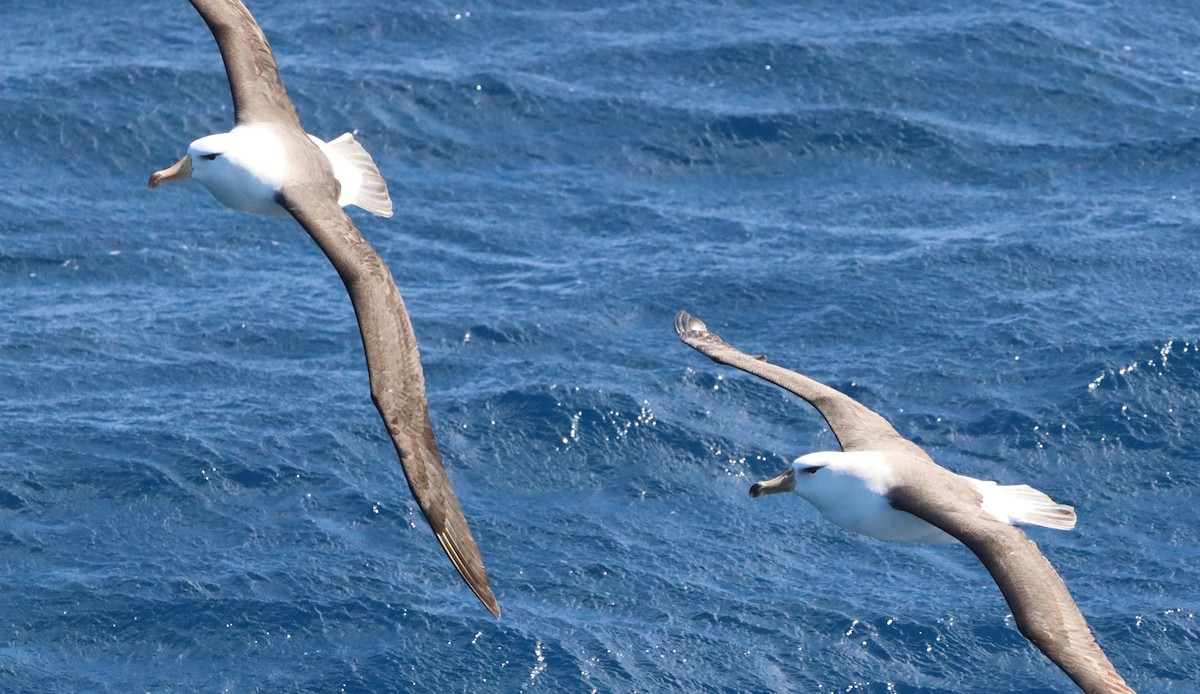 Black-browed Albatross - ML646758396