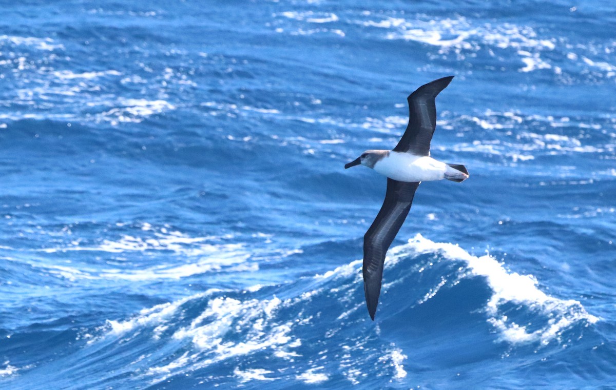 Gray-headed Albatross - ML646758401