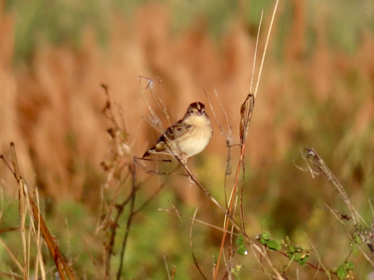Grasshopper Sparrow - ML646758402