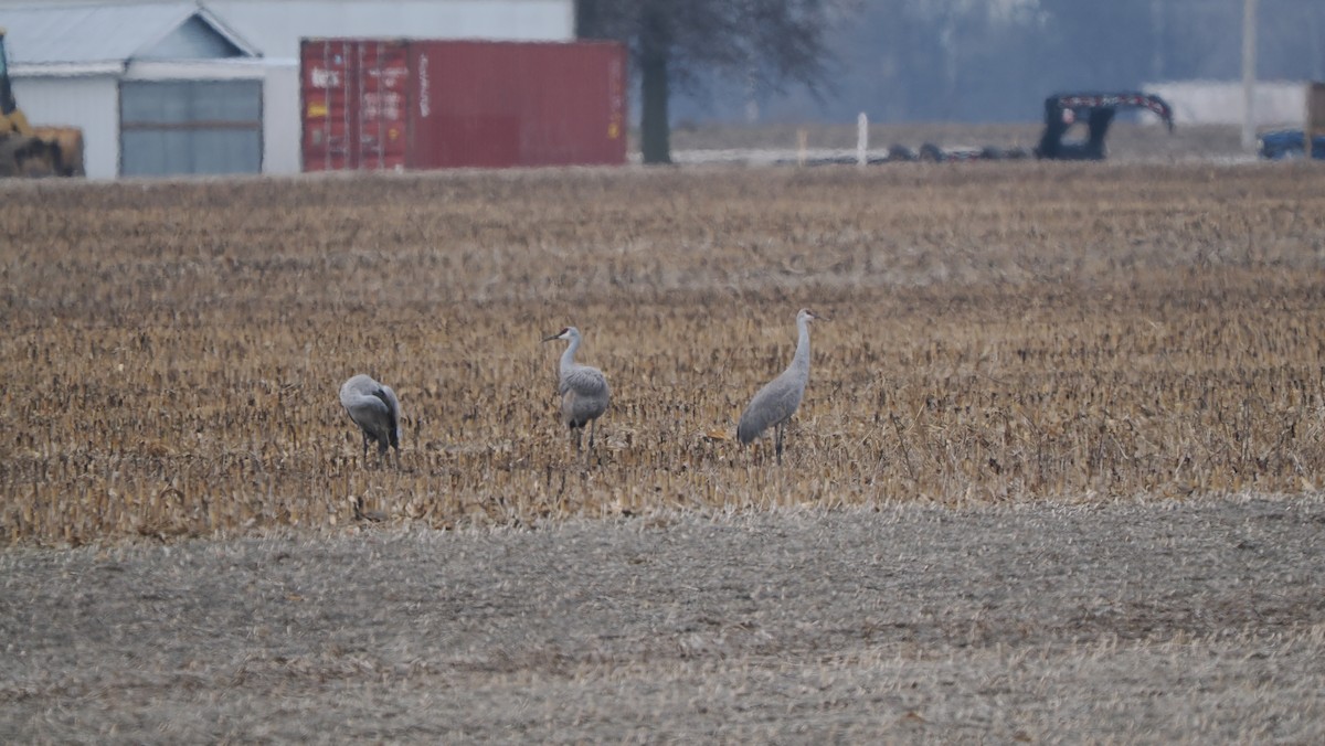 Kanada Turnası - ML646758403