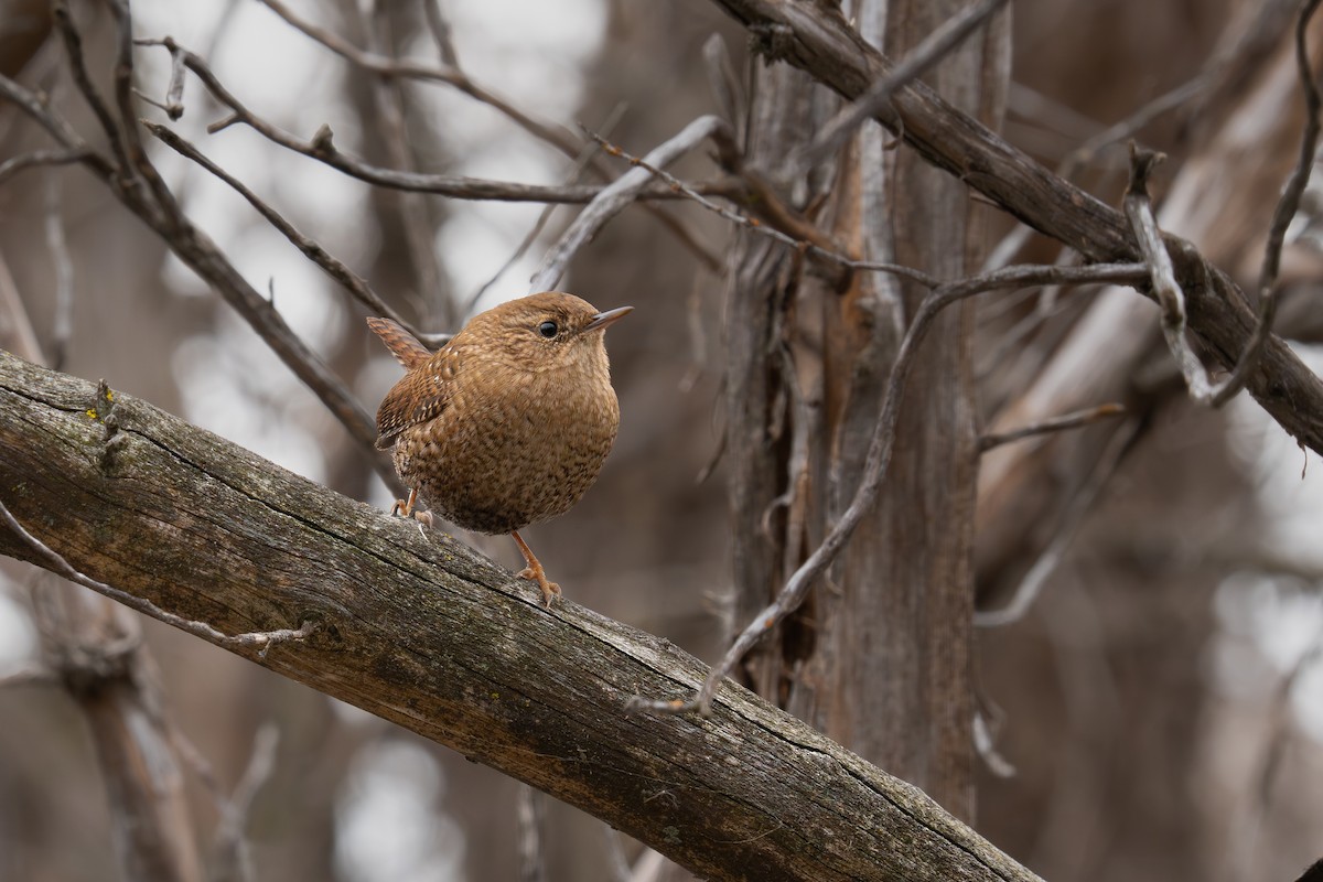 Chochín Hiemal - ML646758404