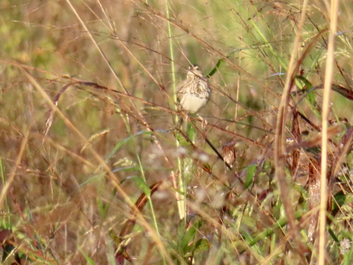 Savannah Sparrow - ML646758405