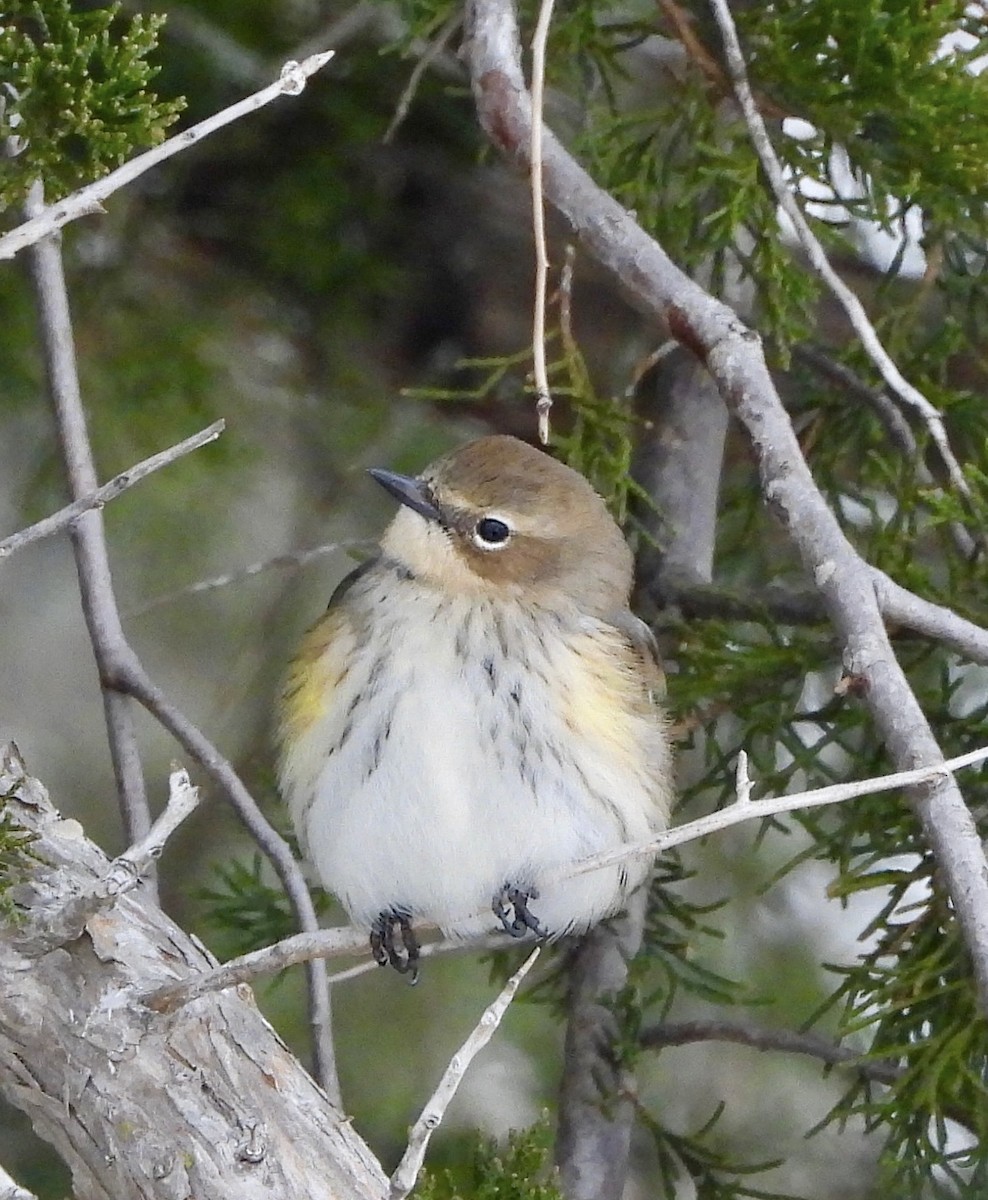 Yellow-rumped Warbler - ML646758406
