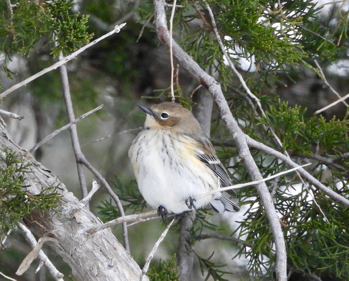Yellow-rumped Warbler - ML646758407